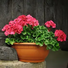 Geranium Muskátli csomag - Péterzsalu
